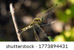 Small photo of A yellow dragonfly staying still like a statue on a small stump, hoping that its body colours will help it passing unobserved by the annoying photographer.