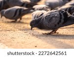 low shot of pigeons eating grain from ground in golden morning light in sector 17 chandigarh India