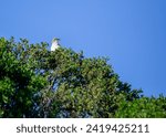 Small photo of Versatile Northern Mockingbird, Mimus polyglottos, captivating North American landscapes with its mimicry, melodious tunes, and sleek plumage.