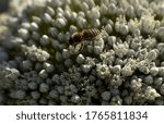 Leek Blooming. Pollination Of...