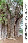 Small photo of El Arbol del Tule is a tree in the town center of Santa Maria del Tule in the Mexican state of Oaxaca. It is a Montezuma cypress, or ahuehuete and it has the stoutest trunk of any tree in the world