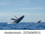 whales jumping on reunion island