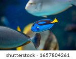 Blue Tang Swimming In An...