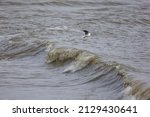 A Seagull Just Above A Wave On...