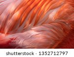 Pink Flamingo Abstract Feathers ...