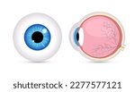 Eye ball vector retina closeup isolated icon. Round Eyeball 3d anatomy illustration object human icon