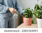 Minimal side view closeup of woman watering potted plants at home, copy space