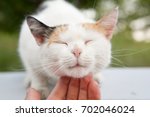 Cute Cat Cuddled By A Hand 