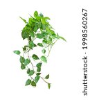 Small photo of Pothos bush, shrub leaves are green. Isolated on White background and clipping path. (Epipremnum Aureus, Golden Pothos, Scindapsus, Devils Ivy)