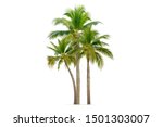 Coconut Palm Tree Isolated On...