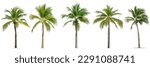 Coconut palm tree isolated on...