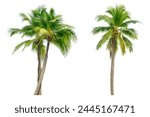 Coconut palm tree isolated on...