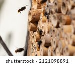 Mason Bees At An Insect Hotel...