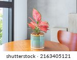 Small photo of Aglaonema Red Emperor (Aglaonema lady valentin, Aglaonema rotundum pink) grown in unique enamel pots. Multi-colored planters. Houseplant care concept. Indoor plants. Decoration on the desk.