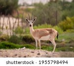 Arabian Sand Gazelle In Natural ...