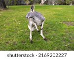 Small photo of Close up of large grey Kangaroo in Cleland Conservation Park near Adelaide, South Australia