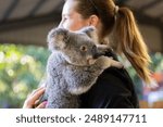 Currumbin, June 29, 2024. Close up view of a Koala face and eyes seen with zoomkeeper