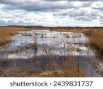 Small photo of Wetland at St Aidan's Nature Park, West Yorkshire, England