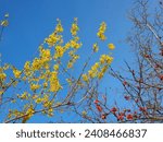 The golden flower of the forsythia plant