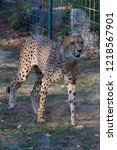 Small photo of a beautiful guepard