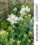 Small photo of White Bellflower or Campanula glomerata alba, Campanulaceae family. Natural colorful image. Floral background. Gardening concept. Perennial plant