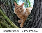 A lovely big red maine coon...