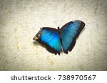 A beautiful blue butterfly with a broken wing