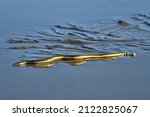Small photo of A venemous yellow bellied sea snake washed up on the beach leaves tracks in the wet sand as it tries to slither back to the ocean.