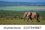 Addo Elephant Park South Africa ...