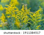 Small photo of Yellow flowers of goldenrod. Solidago canadensis, known as Canada goldenrod or Canadian goldenrod. Place for text.