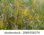 Small photo of Green berries of Asparagus officinalis. Asparagus, or garden asparagus, folk name sparrow grass.