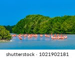 Mexico. Celestun Biosphere Reserve. The flock of American flamingos (Phoenicopterus ruber, also known as Caribbean flamingo) feeding in shallow water