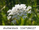 Picture Of A Wild Carrot Flower ...