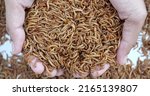 Small photo of Top view fodder worms for exotic animals, A scatter of mealworm larvae, used for feeding birds, reptiles or fish,Filming,Stages of the meal worm the life cycle of a mealworm,Many larvae crawling.