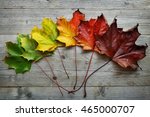 Autumn Maple Leaf Transition...