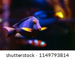 Small photo of The Kole Tang, Spotted surgeonfish, Goldring surgeonfish or Yellow-eyed Tang, Ctenochaetus strigosus