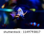 Small photo of The Kole Tang, Spotted surgeonfish, Goldring surgeonfish or Yellow-eyed Tang, Ctenochaetus strigosus