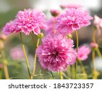 Pink cosmos bipinnatus 'double click rose bon bon' closeup on blurred background 