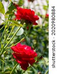 Two Red Roses Under Which A...
