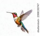 Beautiful hummingbird flying on ...