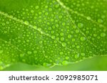 Small photo of rain drops on large green leaves, Puka Tree, New Zealand. green and sustainable
