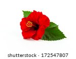 Red Hibiscus Flower Isolated On ...