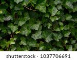 A wall of common ivy. Usuable as a background or texture. Also known as european ivy, english ivy or ivy. (Hedera helix)