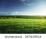 field of spring grass and forest  in sunset time