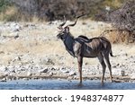 Greater Kudu (Tragelaphus strepsiceros) standing in the waterhole near Namutoni in Etosha National Park in Namibia, Africa
