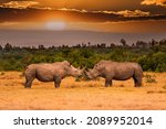 Pair of white rhinoceros or...