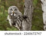 Small photo of Great-grey owl, Strix nebulosa perched on a branch in taiga landscape, Finland