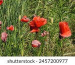 Red poppies. poppy color....