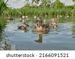 Small photo of Mother duck with ducklings swimming on lake surface. Wild animals in a pond. Splendid closeup natural scene on the lake.