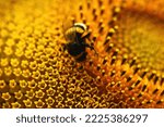 Close Up Of A Bumblebee...